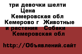 три девочки шелти › Цена ­ 25 000 - Кемеровская обл., Кемерово г. Животные и растения » Собаки   . Кемеровская обл.